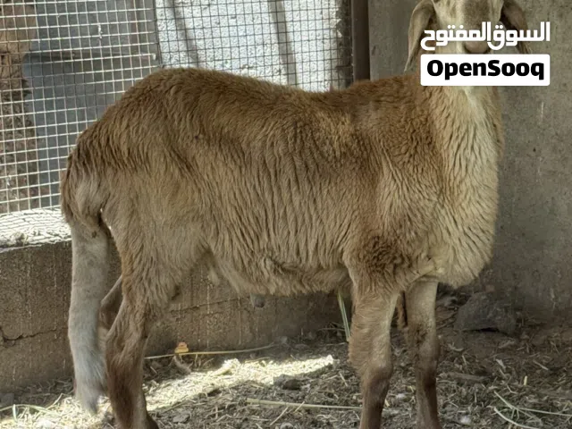 كبش سوداني سواكن اصل بدون تهجين 100%