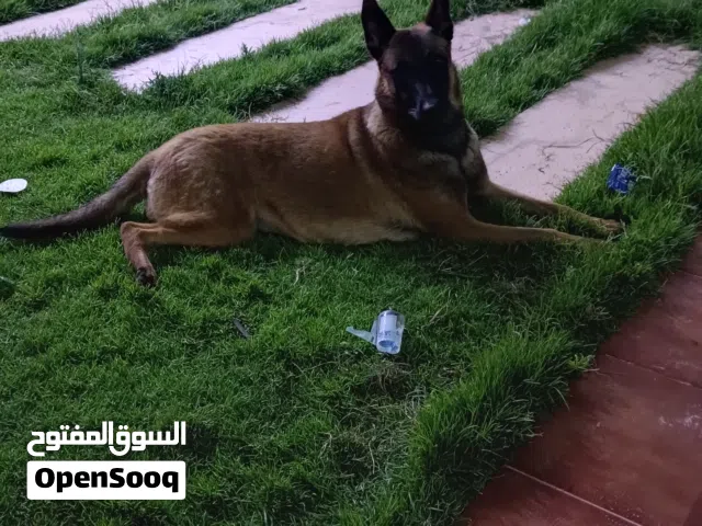 كلبة ملينوا للبيع