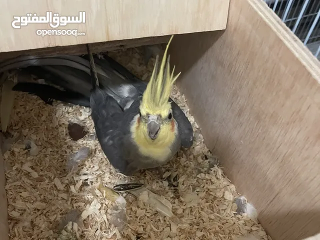 Cockatiel ready to breed male
