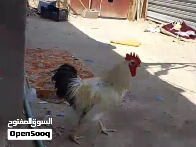 ديوجه ثنين