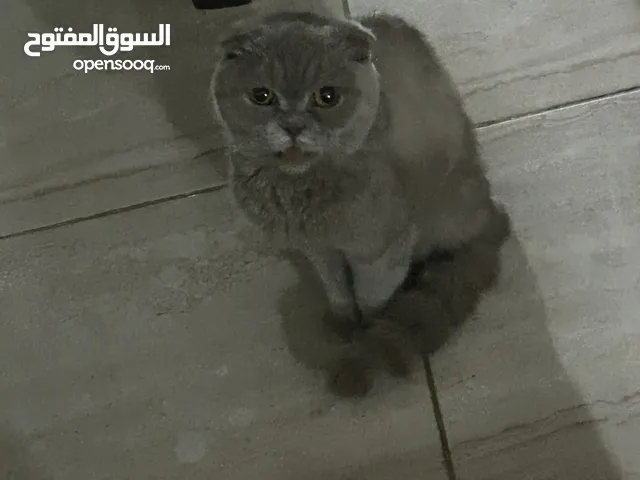 قطة للبيع.....