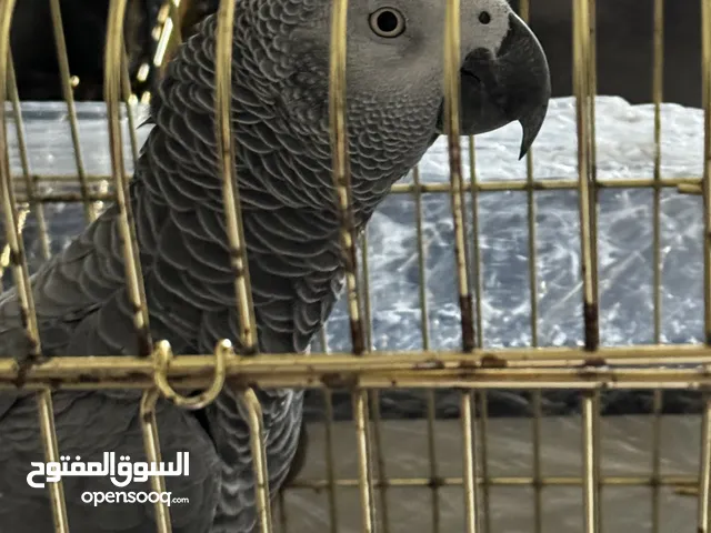 ببغاء جاكو افريقي مستورد مروض بحكي وبقلد الاصوات صحته ممتازه عمره 4 سنين