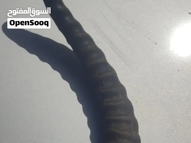 مطلوب قرون غزال
