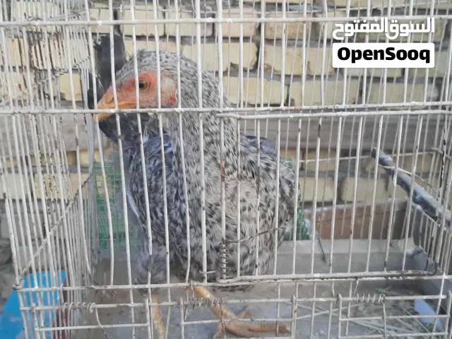 السلام عليكم متاح دجاج عرب للبيع