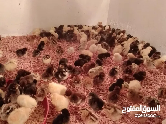 افلليس عربي امخلط العمر 30يوم