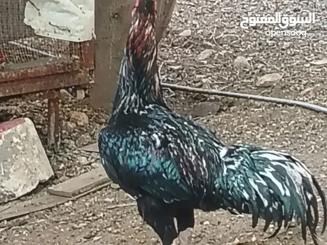 متاح 3ديوك 2 بكستاني واحد الماني