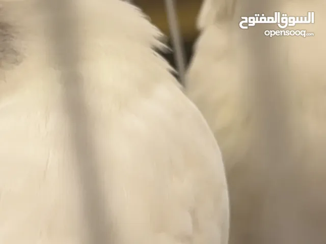 للبيع زوجين فيشر لون ابيض