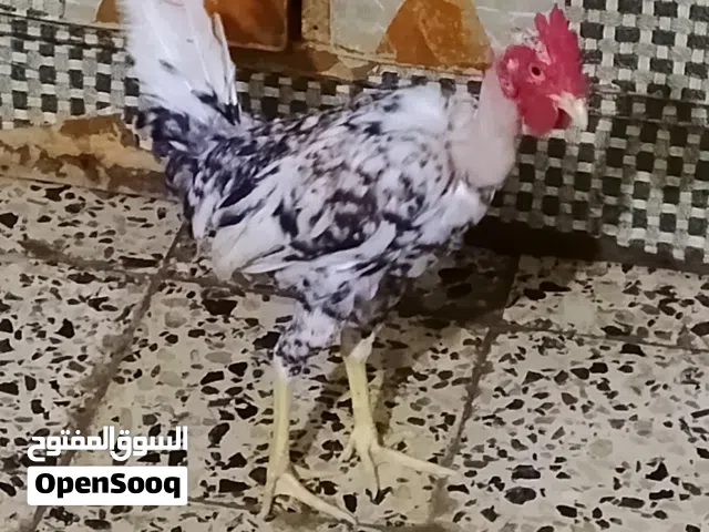 متاح ديج ابو ركيبه ورد الباكلة بورسلان لون مميز وديج حلو شرط الصحه