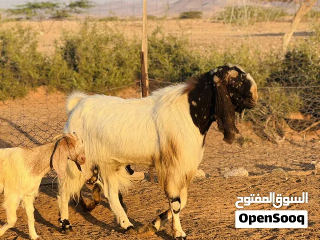 جدي سنه سداس