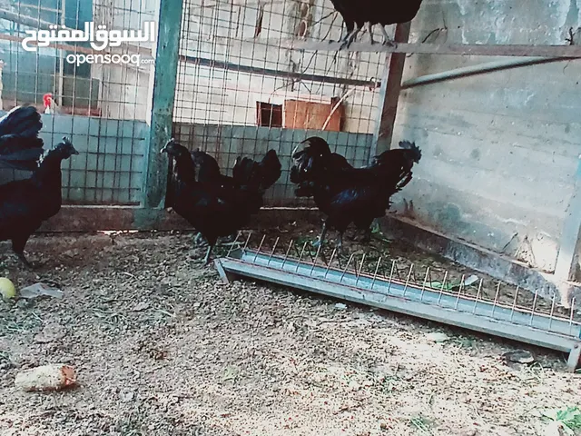دجاج لامبرجيني ذو الحم والعضم وكامل اسود