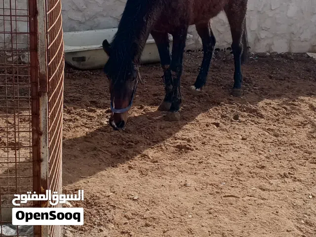 فرس العمر اربعه لخمس سنوات