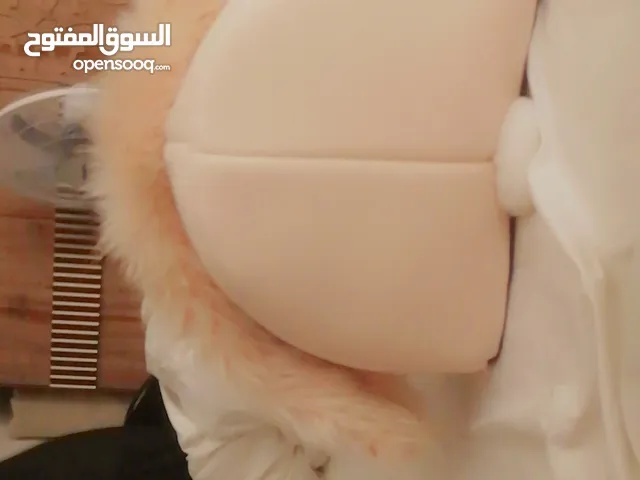 بيت قطه غير مستعمل
