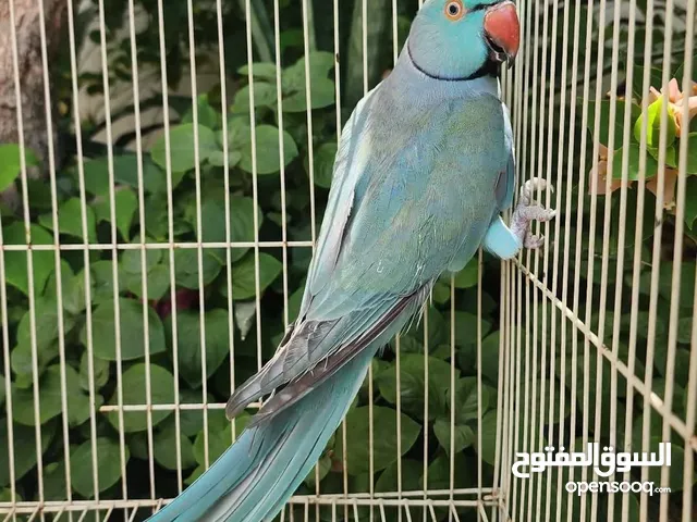 دره ذكر سلفر وانثي رماضي كلير