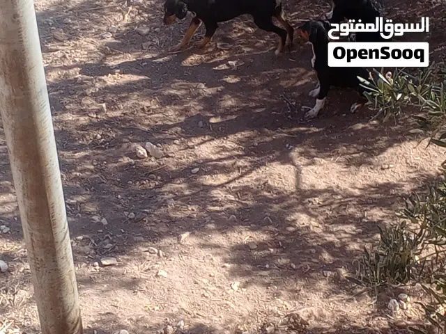 كلاب صيد للبيع