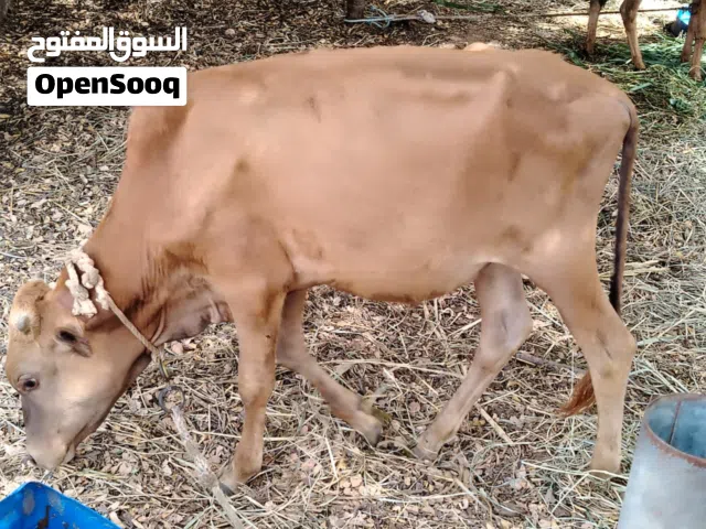 البيع ثور عماني