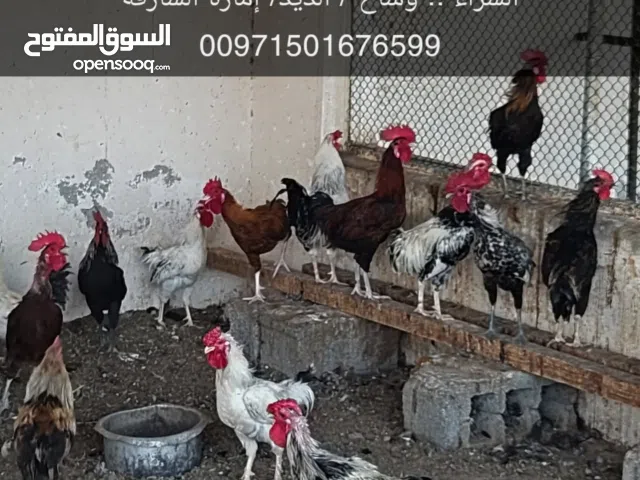 ديوك .. تربية مزرعة