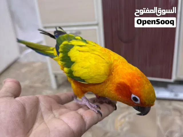 صن كنيور لعوب عمر 10 اشهر