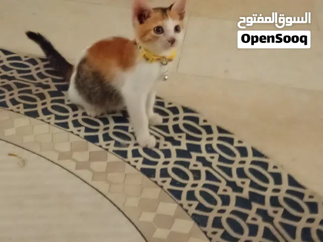 for adoption