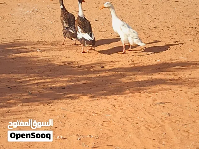 بط بطريق ربي بارك