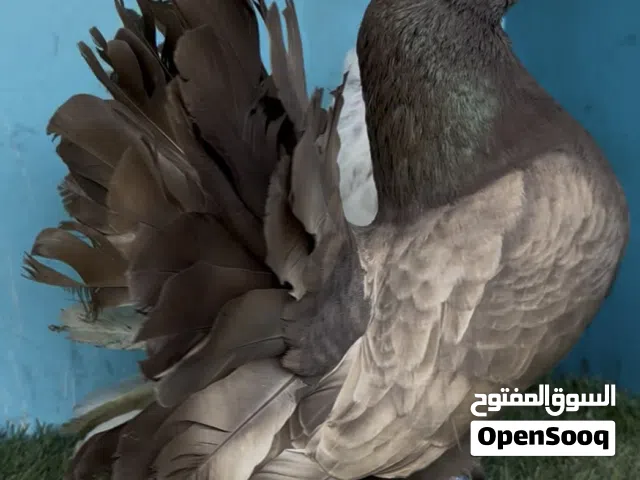 Fancy pigeons