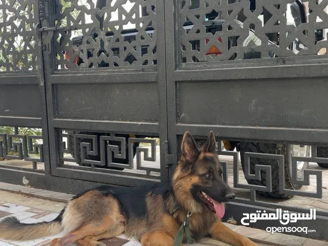 جيرمن للبيع130