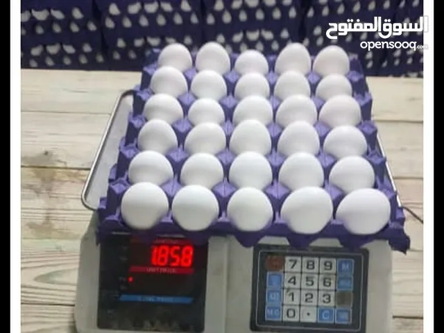 بيض مائده محلي مزارع الامارات