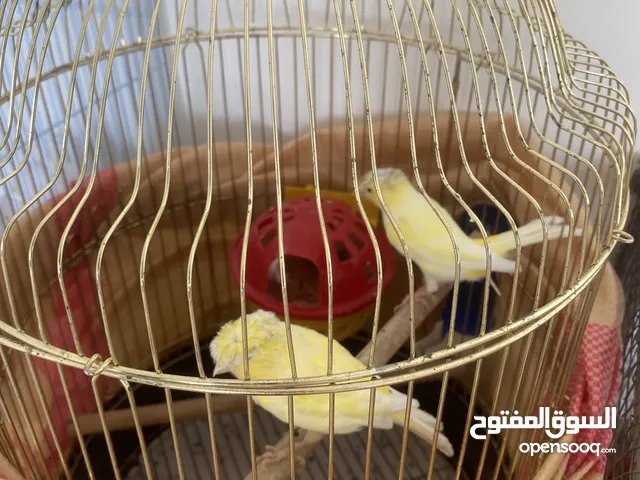 كناري للبيع شرط التغريد