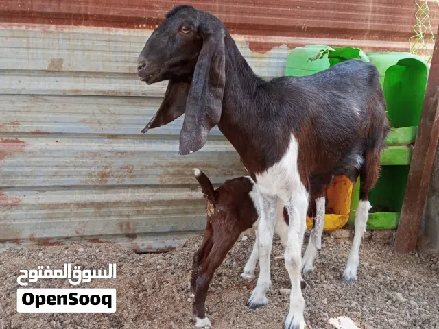 سلام عليكم يفره اول بطن شرط اول بطن وراه فحل عمره سبوع وصخله مال بيت وسمينه وشرط الصحات صخله بيه ديس