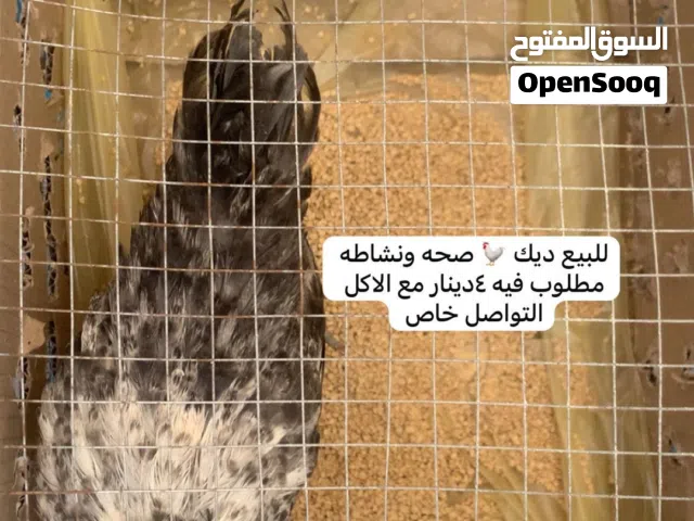 للبيع ديك نشيط