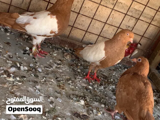 تبديل علا عصافير