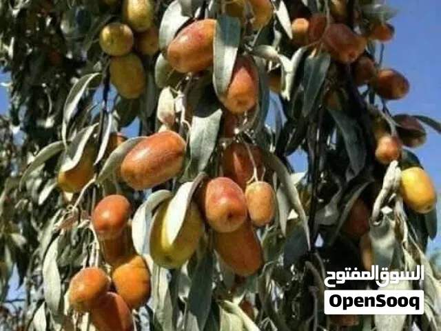 شتول سدر (عنابي) الله يبارك