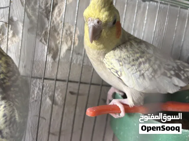 عصفورين كوكتيل ذكر وا انثى