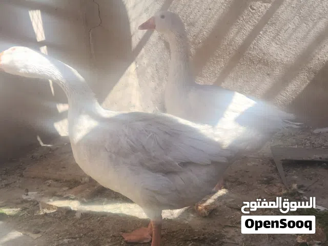 زوج وز حجم ماشاء الله تبارك الله