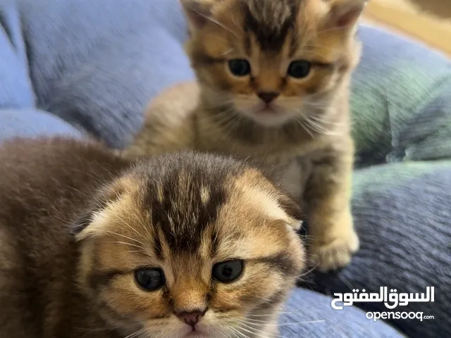 قطط للبيع كيتن للبيع سكوتش فولد للبيع سكوتش استريت للبيع