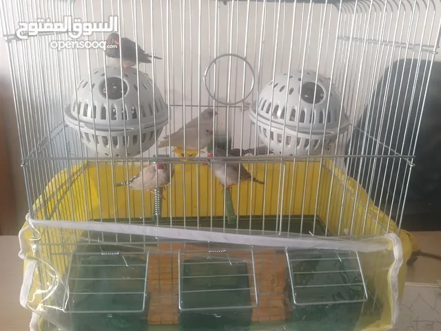 عصافير الجنه للبيع العدد6 3ذكر3انثى غير مريضين