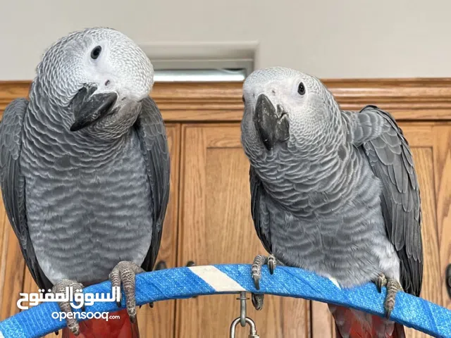 Grey African parrot two months n half old great jumbo