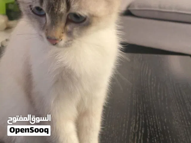 Female half Siberian half Scottish