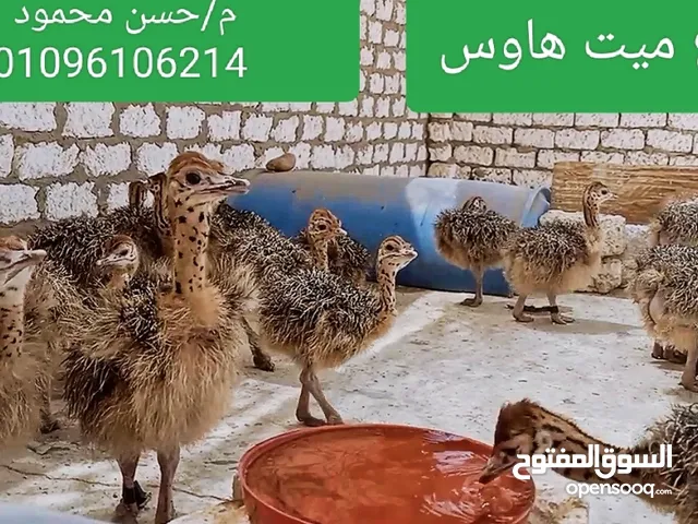 مشروع تربية وتسمين كتاكيت النعام من البيضة لعمر التزاوج