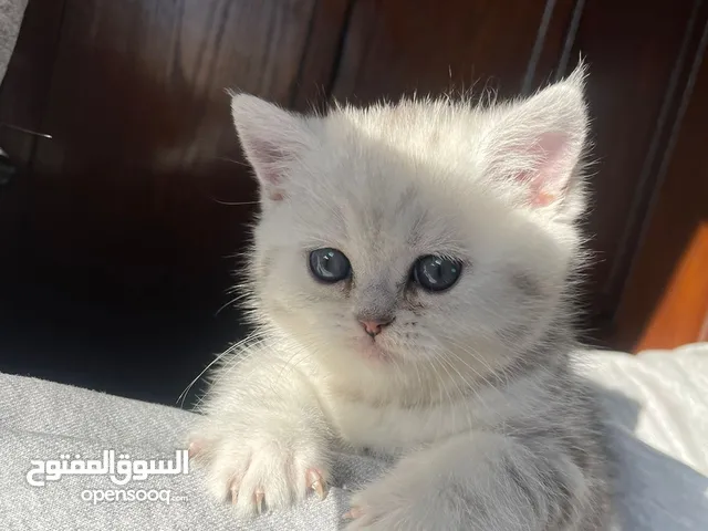 ذكور سكوتش ستريت سلفر شيدد