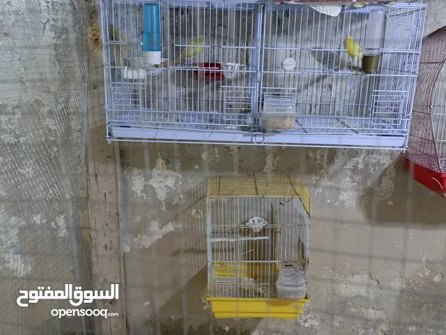 طيور كناري للبيع