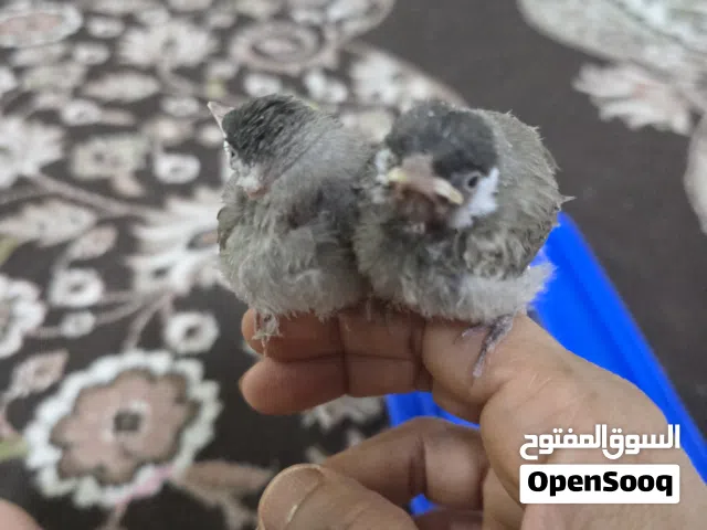فرخ بلبل للبيع