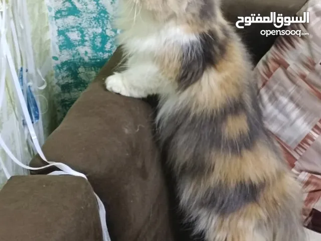 قطه كاليكو للبيع