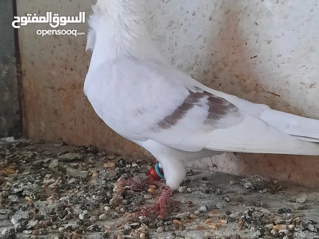 فحل اصطنبولي احمر