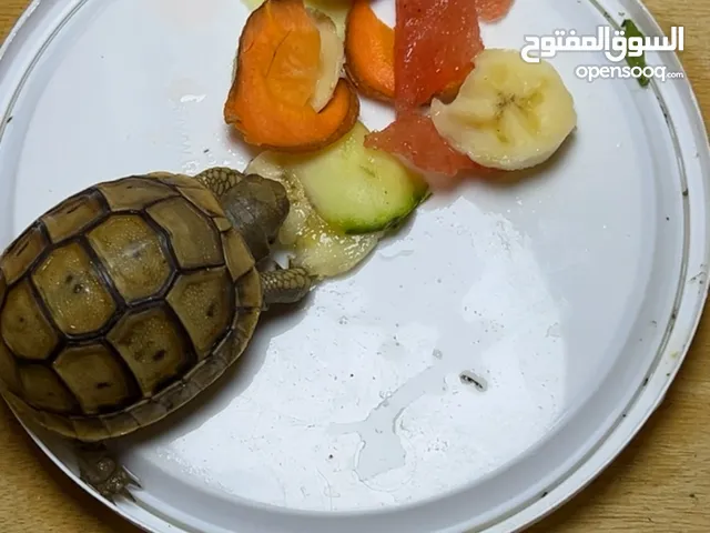 سلحفاة اليفه جداً (بريه يونانيه )العدد 2