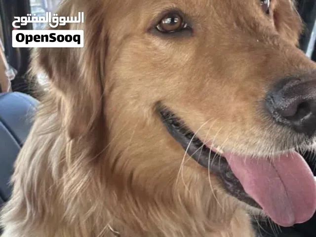قولدن ريتريفر العمر سنه وشهرين مدرب طاعه لعوبب جدا جدا ومناسب للعائله