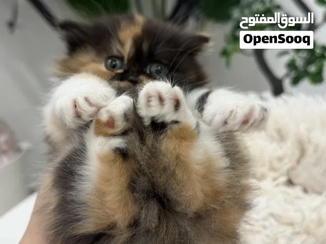 للبيع قطط كيتنز متوفر اكثر من فصيله للتواصل واتساب نظاف و صحتهم سليمه و جميلين