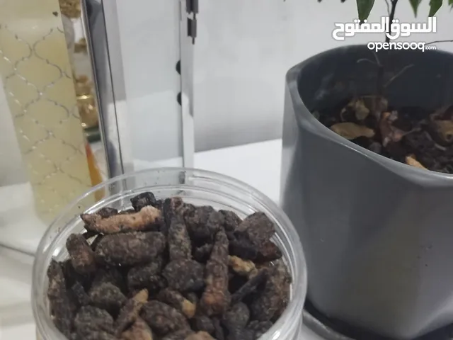 بخور زنجباري ولبان معطر