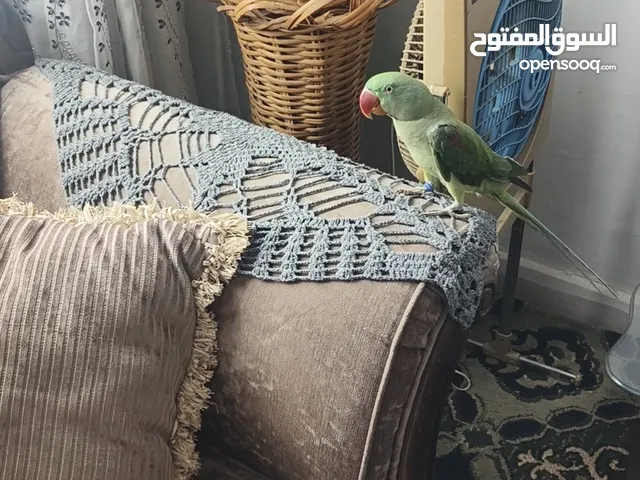 ببغاء كساندرا ذكر متكلم اليف جدا جدا عجينه 24 س لعب وحكي ما بهدي بطلع على الايد ما عندو عضه نهائيا