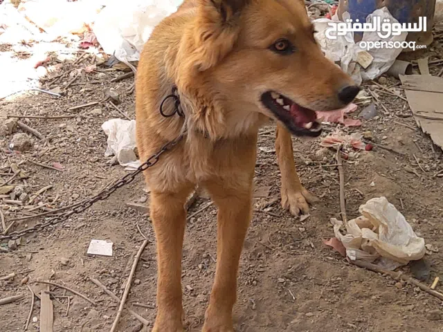 جرمن شيبر المانية اصيلة وا حلوه جدا