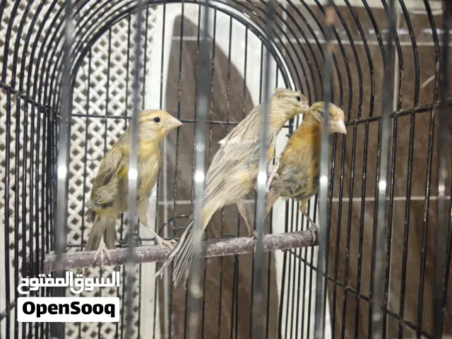 فراخ كنار الون حلوه